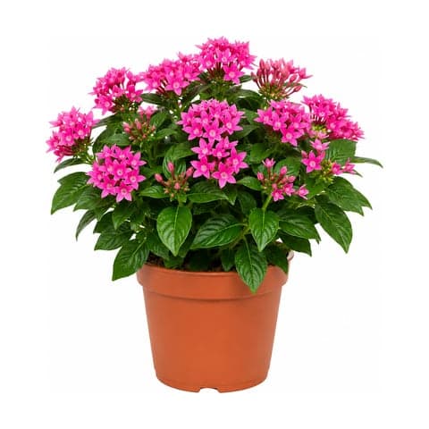 A pink pentas plant in full flower in a terracotta pot