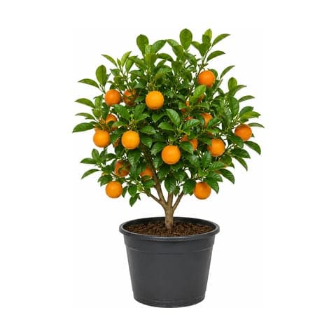 A potted orange tree carrying ripe fruit