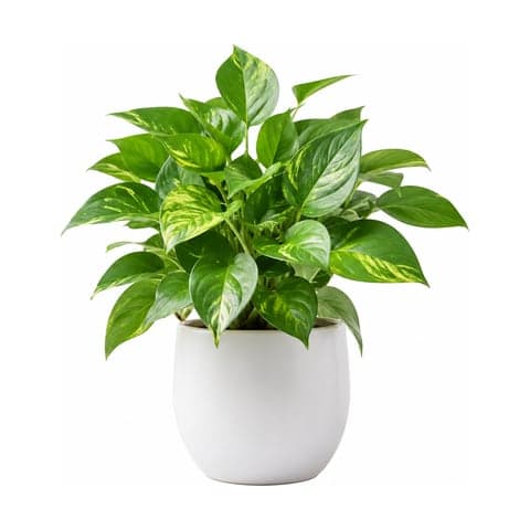 A leafy money plant growing in a white ceramic pot