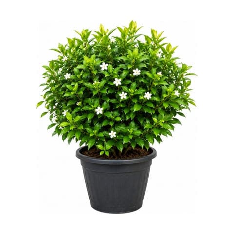 A dense flowering shrub covered in small white blooms, in a black garden pot