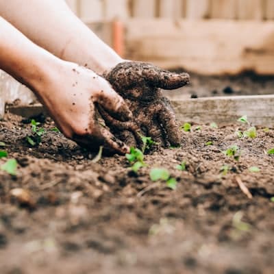 Bag of vermicompost