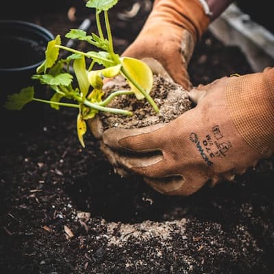 Organic tomato seed packet