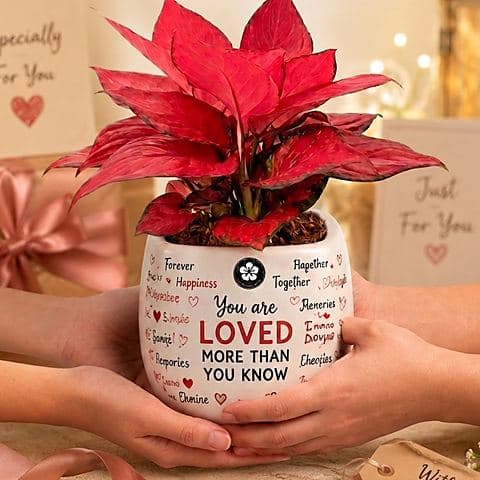 A pair of hands holding a red aglaonema in a gift pot printed with loving messages