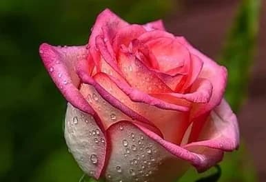 Rose Plant